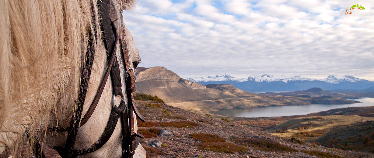Torres del paine