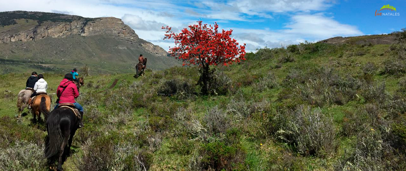 Torres del paine